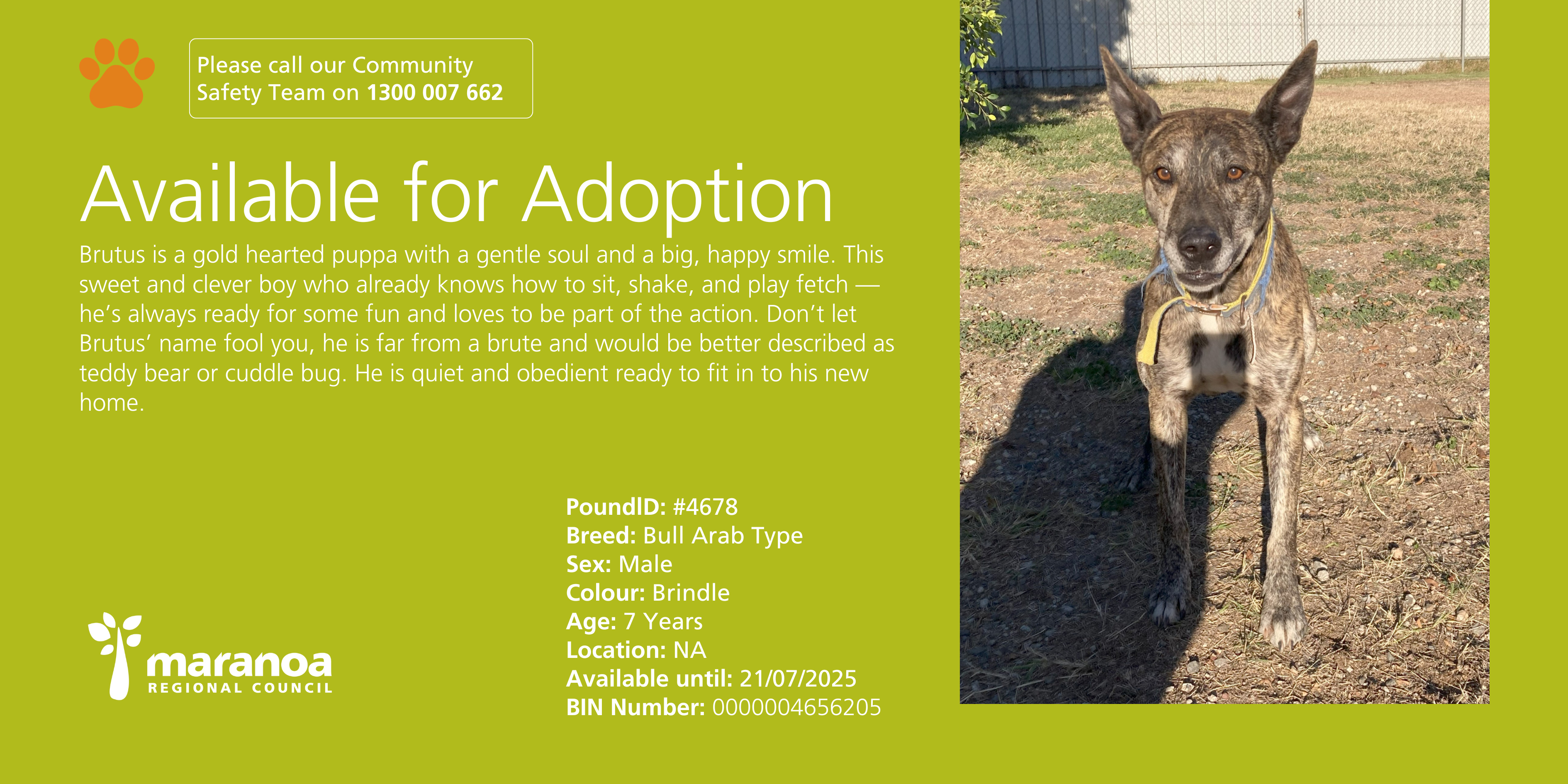 Dog looking for a home