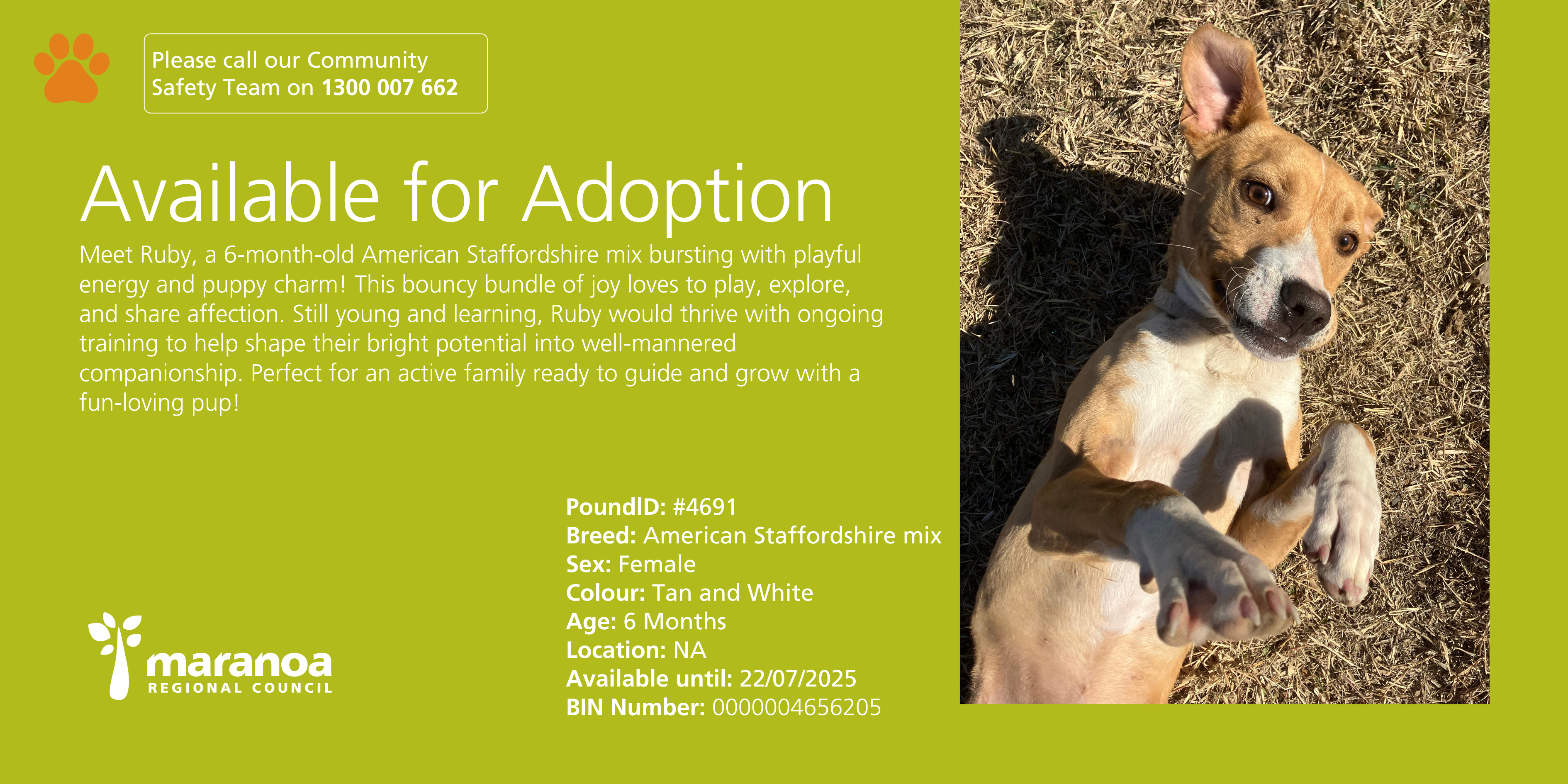 Dog up for adoption