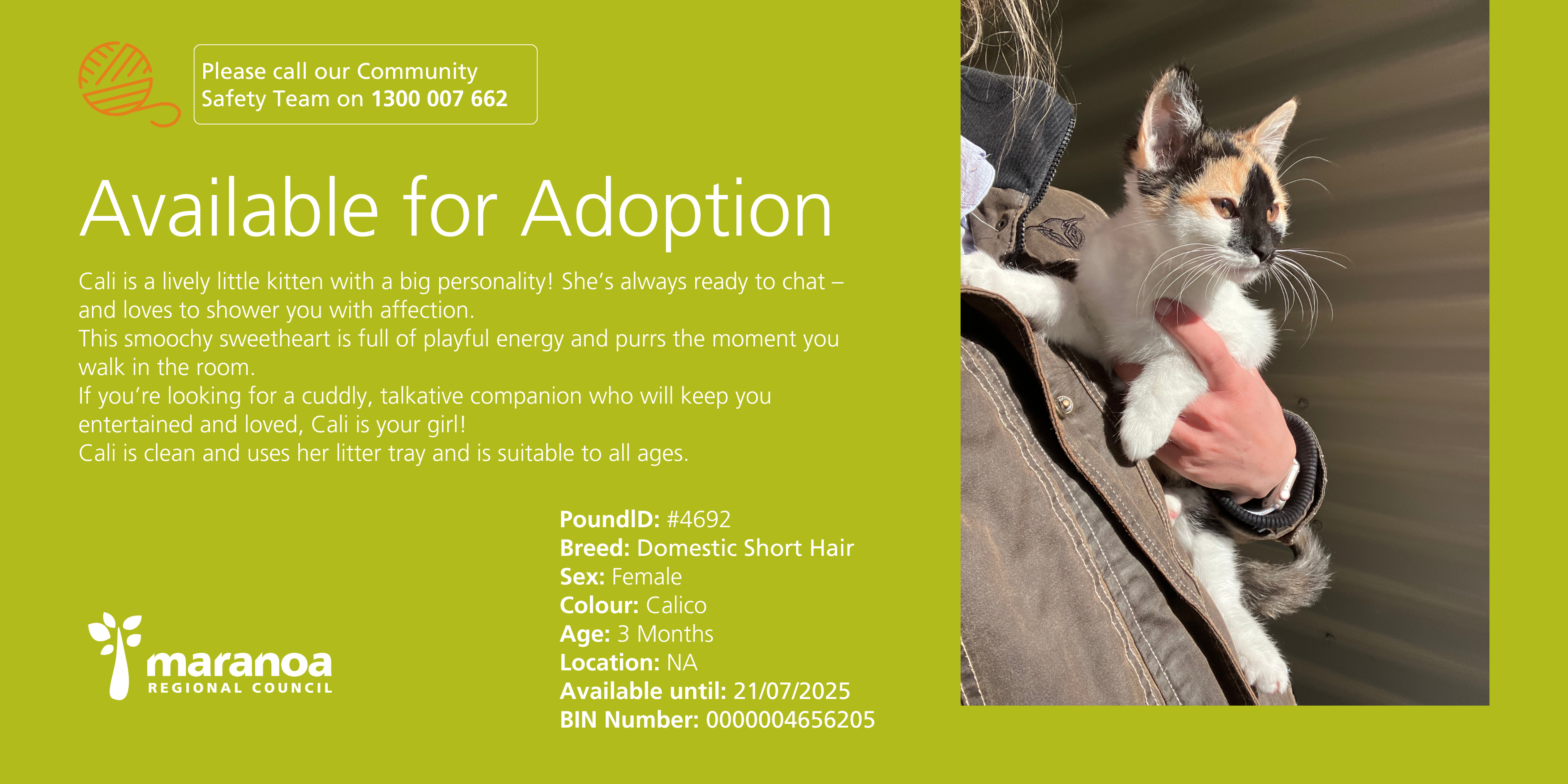 Cat up for adoption