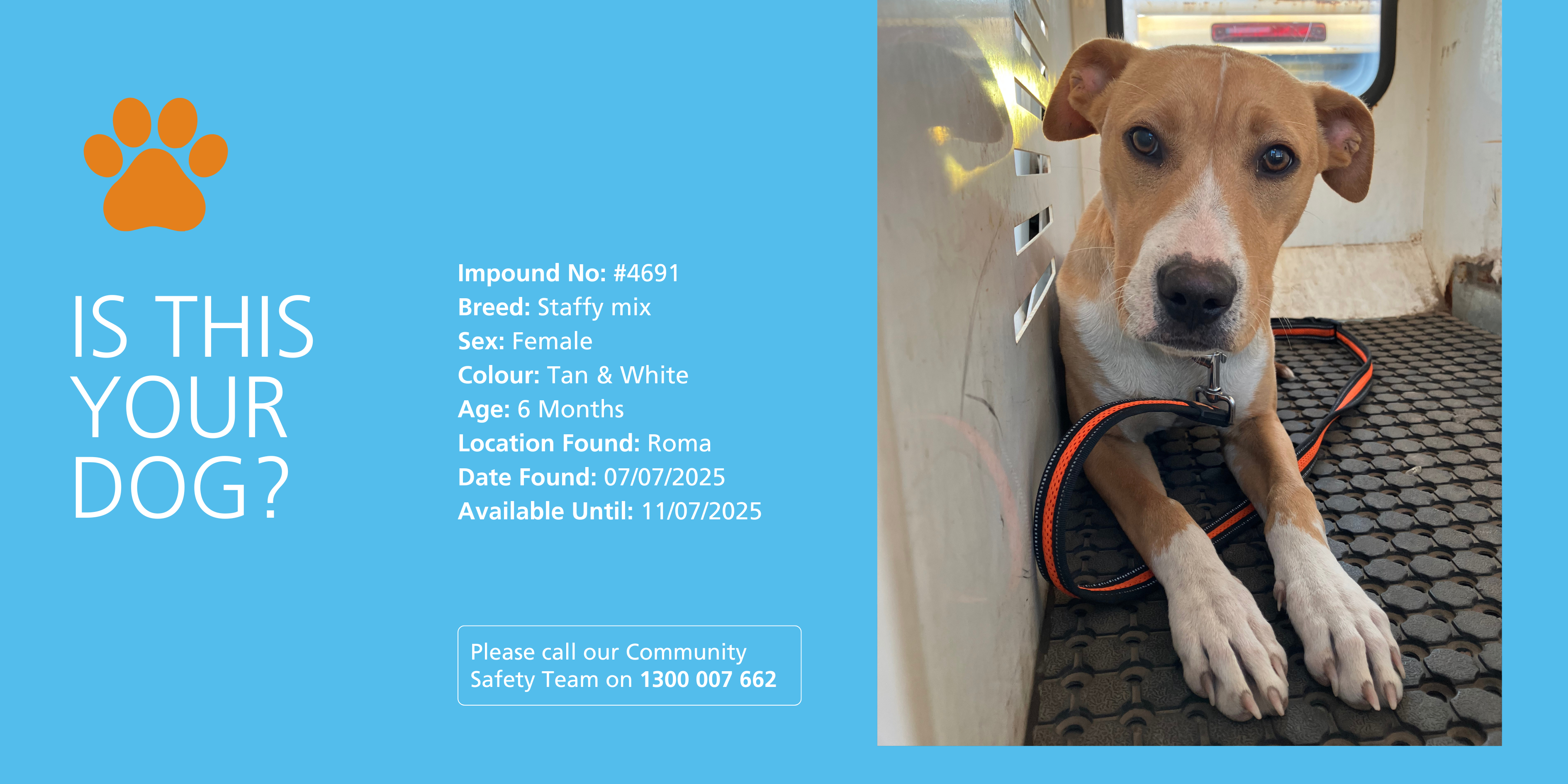 Lost dog