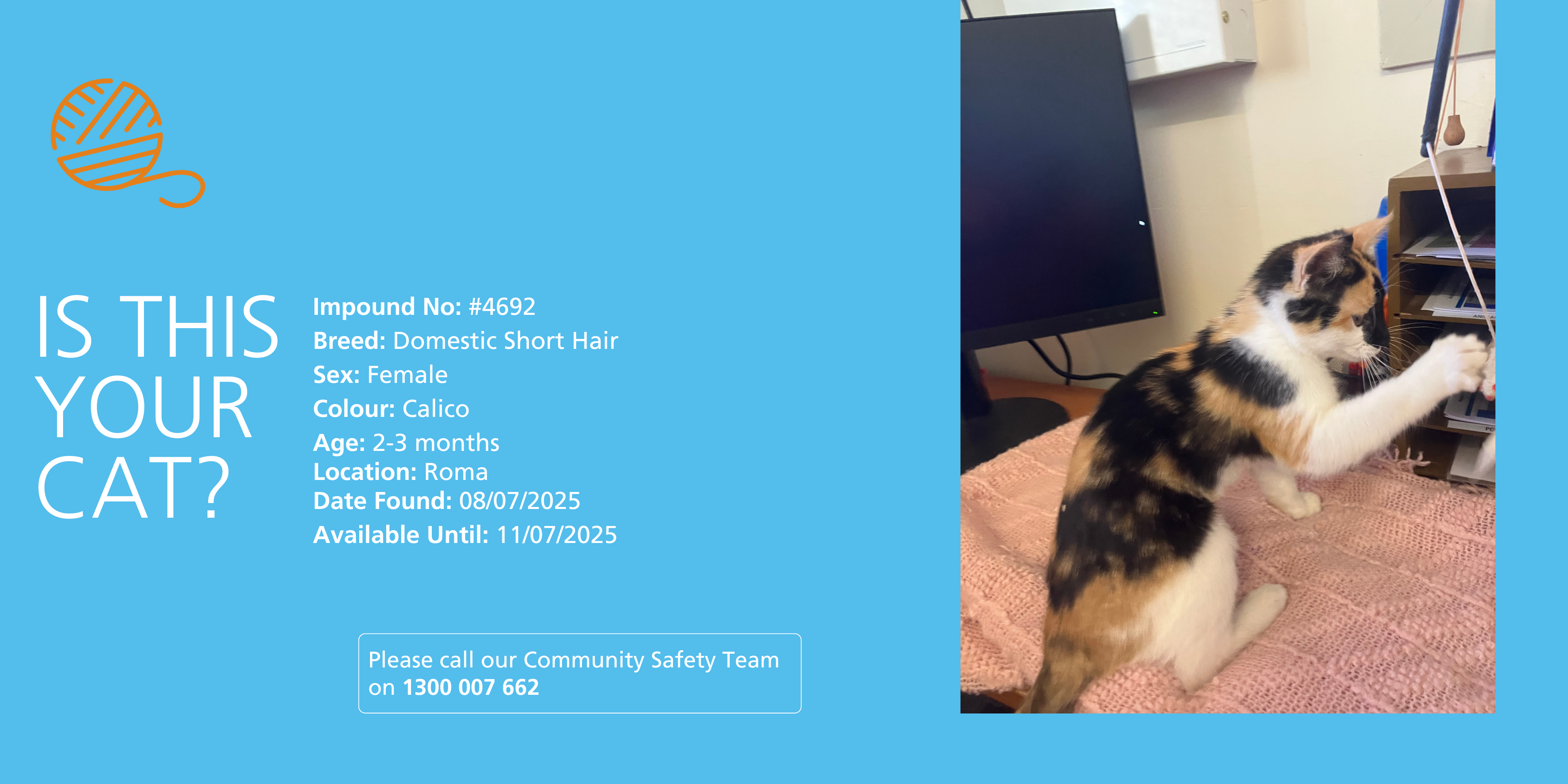 Lost cat