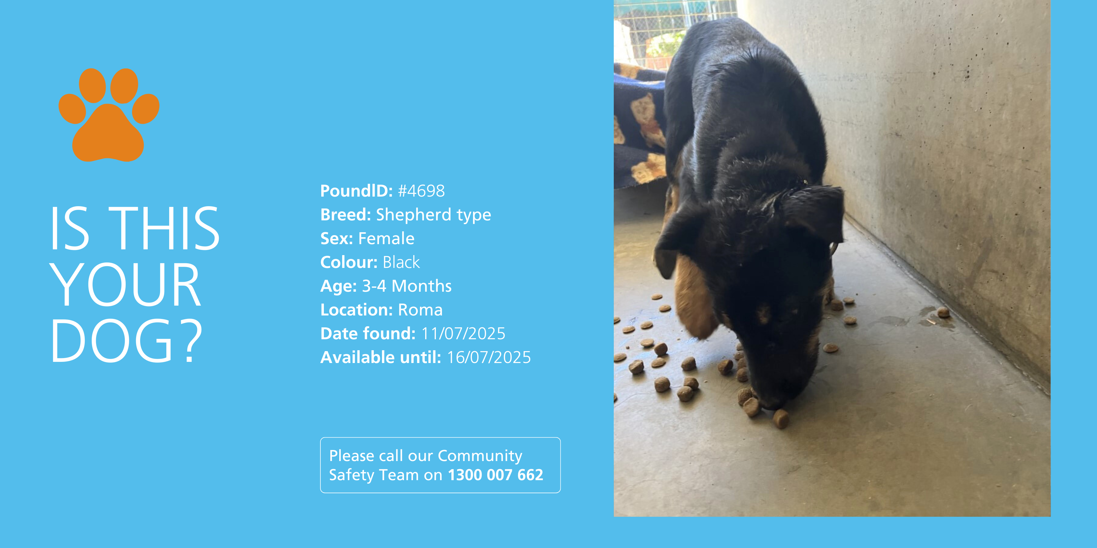 Lost dog