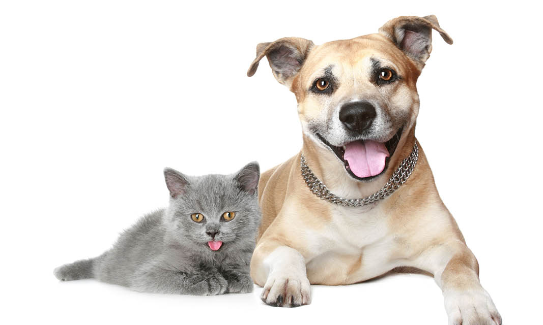 Cat and dog