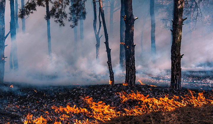 POSTPONED Planned Prescribed Burn – Surat