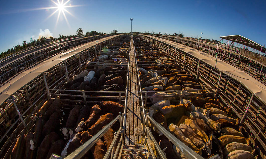 Roma saleyards