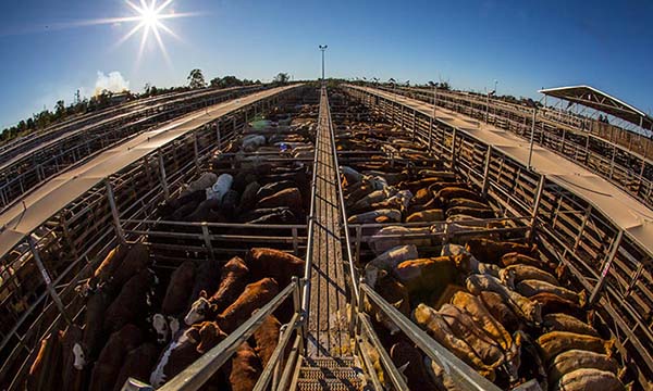 Roma Saleyards charity sale day