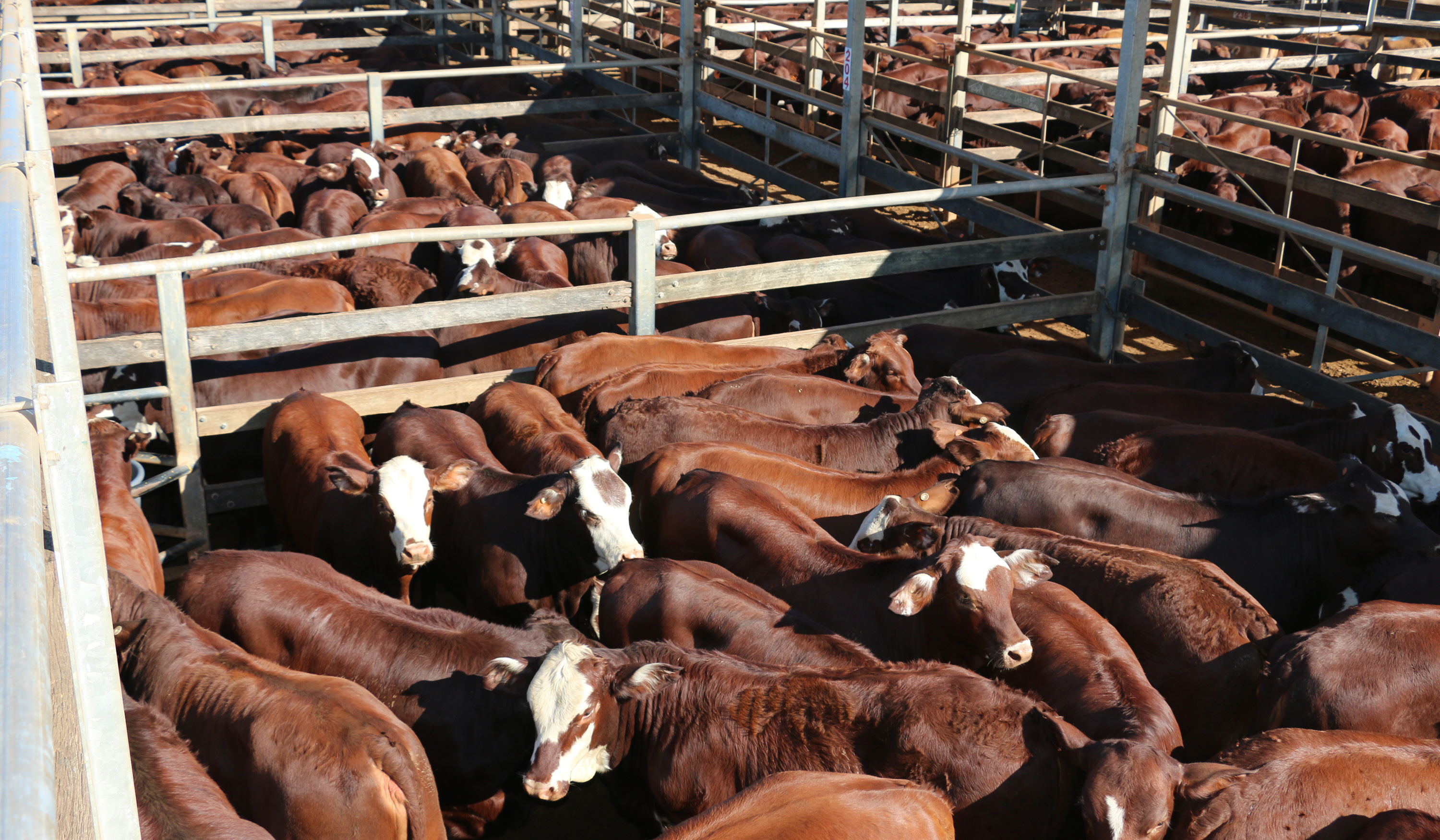 Roma saleyards cattle