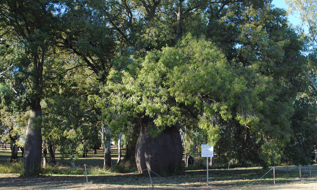 Roma s biggest bottle tree