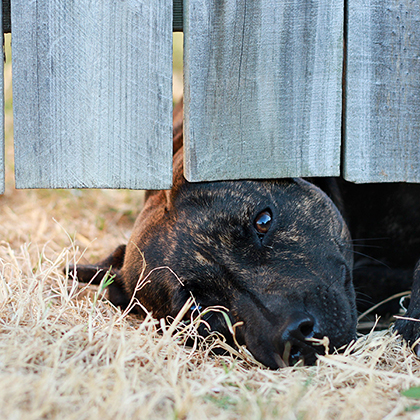 Thunderstorms and Your Pets