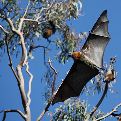 Flying-Fox Alternate Roost Project in Surat