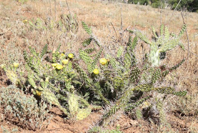 Sulphur cactus
